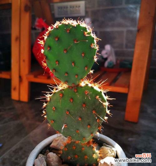 掌握关键 养仙人掌的注意事项
