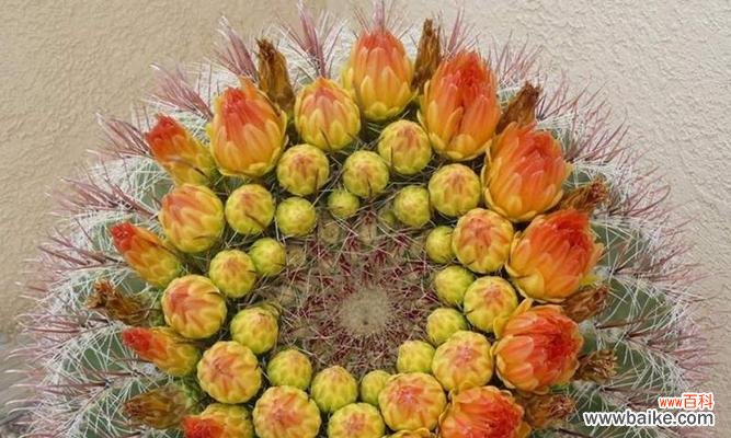 掌握关键 养仙人掌的注意事项