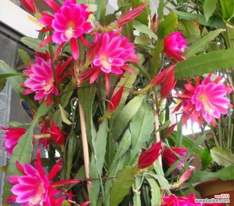 掌握关键 养仙人掌的注意事项