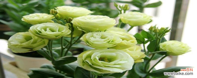 揭秘桔梗的奇妙力量——提升财运 桔梗风水寓意与作用