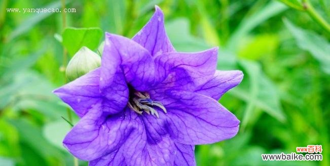 揭秘桔梗的奇妙力量——提升财运 桔梗风水寓意与作用