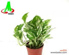 一叶幸运的绿萝 绿萝——生命的希望