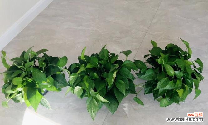 一叶幸运的绿萝 绿萝——生命的希望