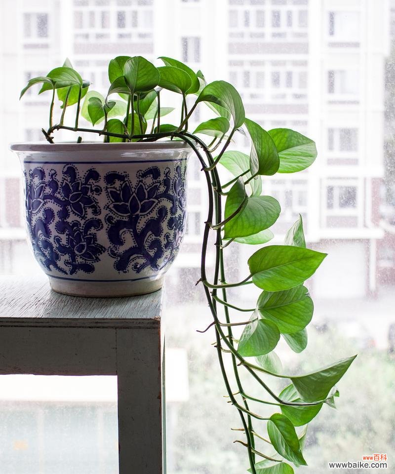 一叶幸运的绿萝 绿萝——生命的希望