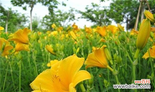 金娃娃萱草花语的解读及寓意 金娃娃萱草花语