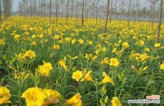 金娃娃萱草花语的解读及寓意 金娃娃萱草花语