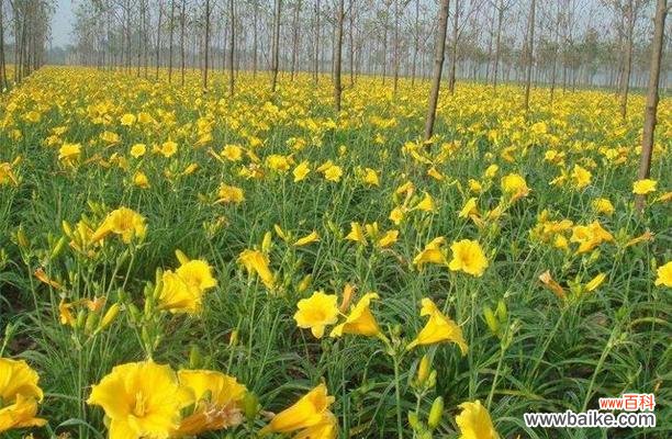 金娃娃萱草花语的解读及寓意 金娃娃萱草花语