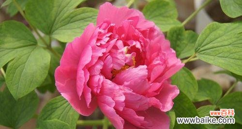 探索牡丹花开的深层寓意 牡丹花开寓意与象征之美