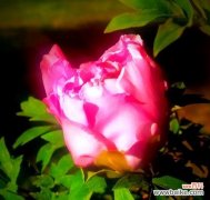 探索牡丹花开的深层寓意 牡丹花开寓意与象征之美