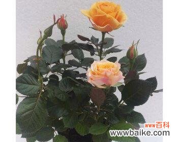 品味高贵 香槟色玫瑰