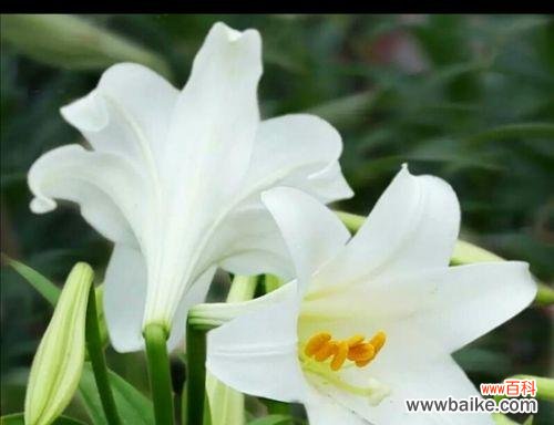 美丽花卉中的真爱使者 白百合花语——纯洁与祝福