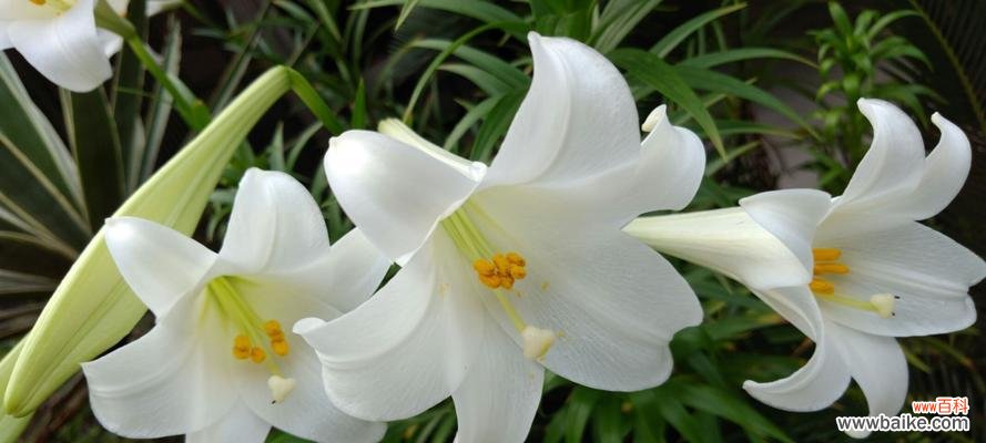 美丽花卉中的真爱使者 白百合花语——纯洁与祝福