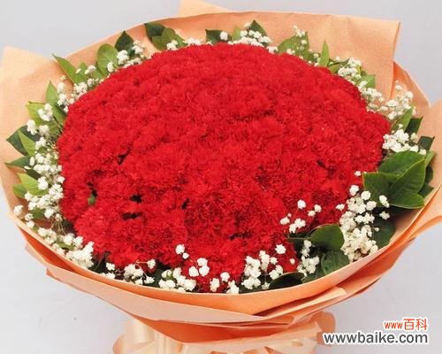 红色康乃馨花语传递的情感和祝福 红色康乃馨花语-爱的真诚