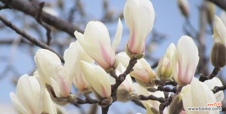 揭示木兰花的神秘与美丽 木兰花的花语与意义