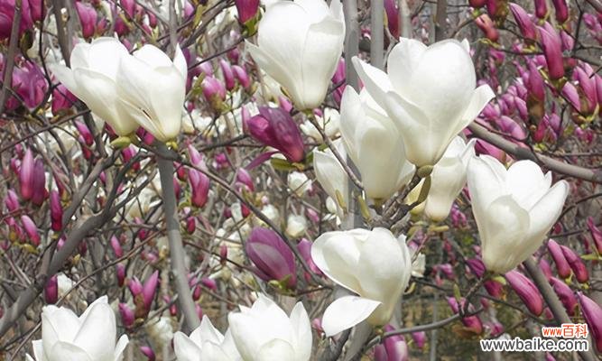 揭示木兰花的神秘与美丽 木兰花的花语与意义