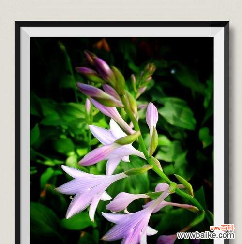 揭秘玉簪的花语 玉簪花语和传说故事