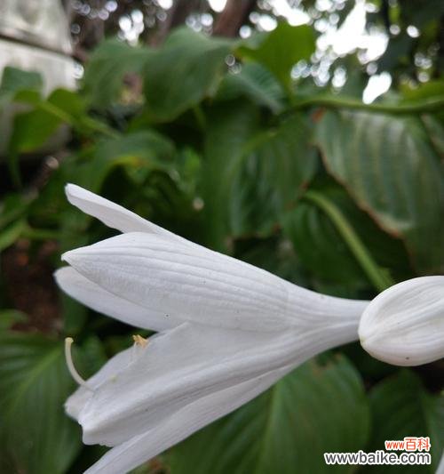 揭秘玉簪的花语 玉簪花语和传说故事