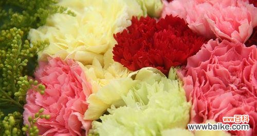 每朵康乃馨蕴含的深意与象征 康乃馨花语之解读