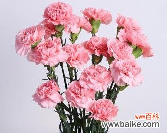 每朵康乃馨蕴含的深意与象征 康乃馨花语之解读