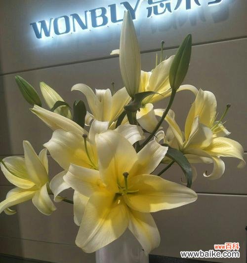 揭开百合花语的七重色彩秘密 七彩百合花语