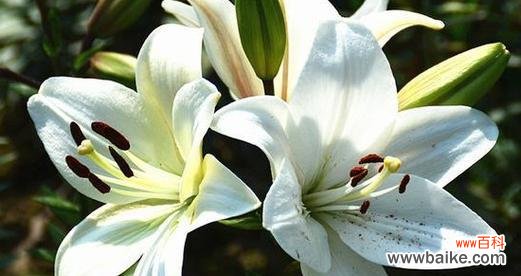 揭开百合花语的七重色彩秘密 七彩百合花语