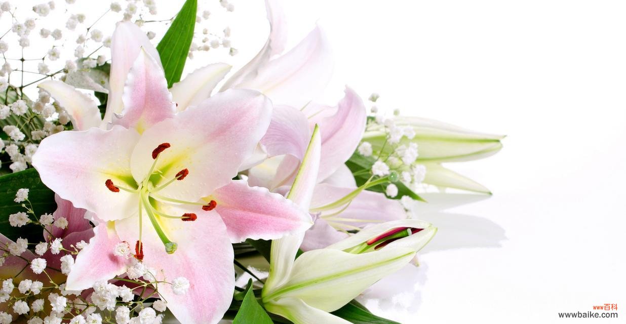 揭开百合花语的七重色彩秘密 七彩百合花语