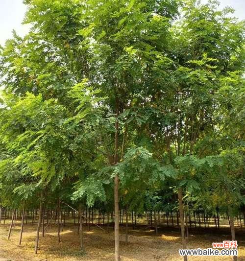 揭秘半冠树的生长特点及生态功能 半冠树