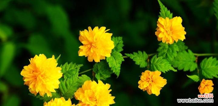 揭秘半冠树的生长特点及生态功能 半冠树