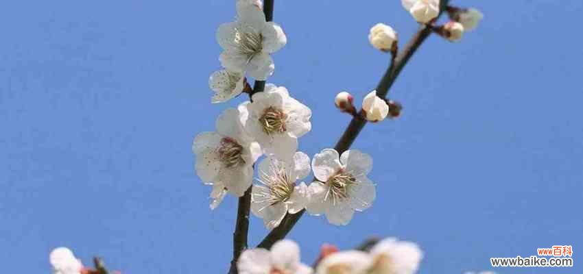 揭秘半冠树的生长特点及生态功能 半冠树