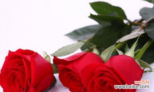 探索玫瑰花背后的浪漫意义 玫瑰花的真正含义