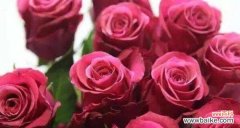 探索玫瑰花背后的浪漫意义 玫瑰花的真正含义