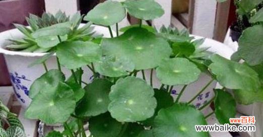 传承财富与幸福的象征 铜钱草的寓意和花语