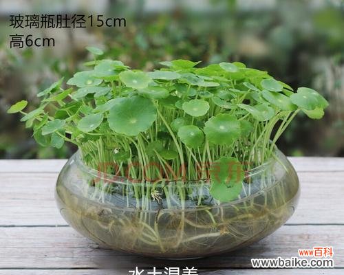 传承财富与幸福的象征 铜钱草的寓意和花语