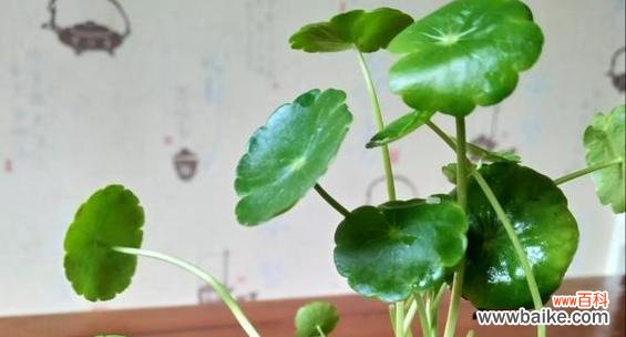 传承财富与幸福的象征 铜钱草的寓意和花语