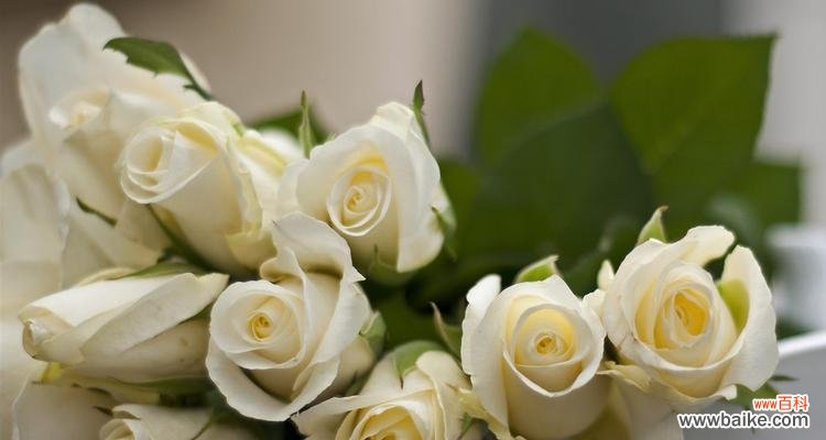 探寻白玫瑰的含义与传说 白玫瑰