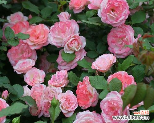 传承华夏文化之美 以丰花月季