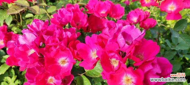 传承华夏文化之美 以丰花月季