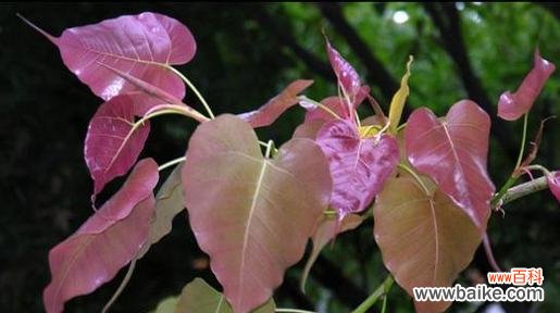 菩提开花的美丽与启示 以菩提开花的意义