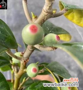 菩提开花的美丽与启示 以菩提开花的意义