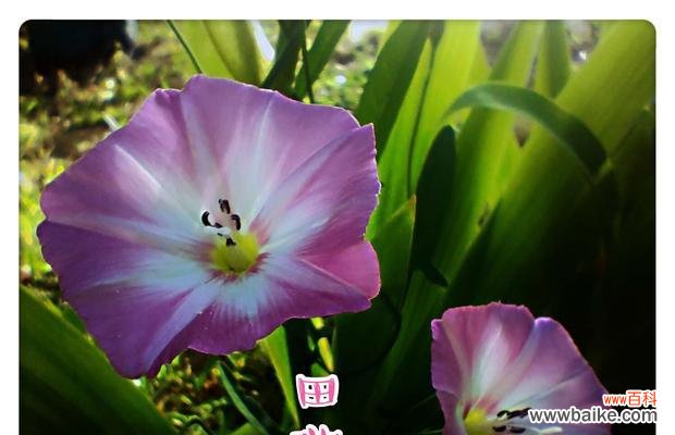 阳光洒满微笑 微笑的花语——以向日葵为主题