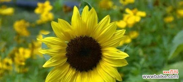 阳光洒满微笑 微笑的花语——以向日葵为主题