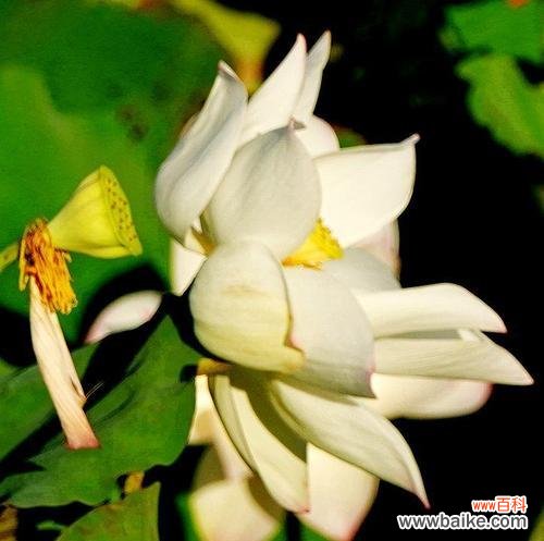 唯美花海中的心灵净土 莲花的花语与寓意