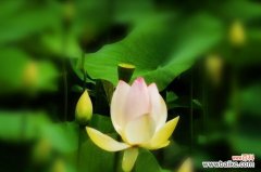 探索荷花的花语与奇妙的传说 荷花的花木花语与传说