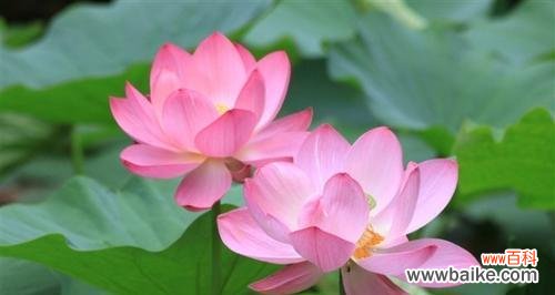荷花的美与寓意 荷花