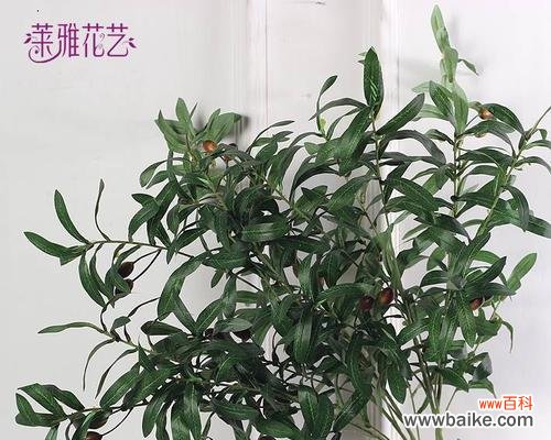 橄榄花的象征意义及其文化传承 橄榄花