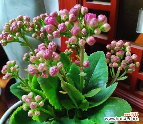 橄榄花的象征意义及其文化传承 橄榄花