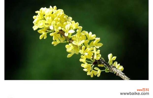 橄榄花的象征意义及其文化传承 橄榄花