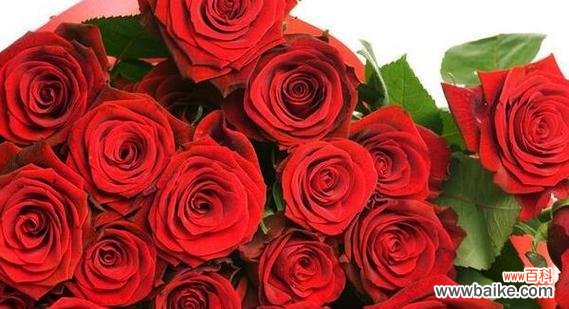 浪漫 90朵玫瑰花花语的意义