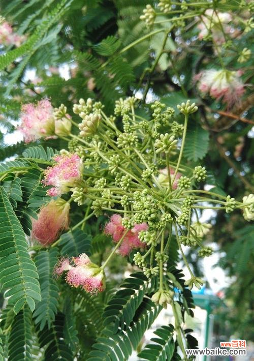 探索叶底花的意义与美丽 寓意深远的叶底花