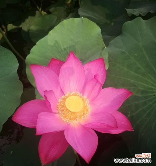 探索叶底花的意义与美丽 寓意深远的叶底花